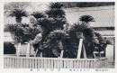 N26092650〇戦前絵葉書○小豆島名勝 小豆島二生村(現 小豆島町) 誓願寺蘇鉄 瀬戸内海国立公園 香川県　古写真○和本古書古文書
