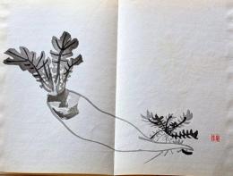 D26101911〇一枚摺物 彩色木版画   蘿蔔　大根  景年習画帖抜粋 今尾景年が描いた絵手本（画帳）昭和年代復刻〇和本古書古文書	