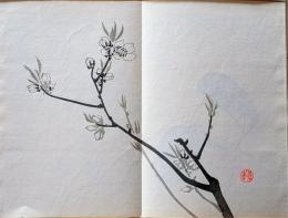 D261019202〇一枚摺物 彩色木版画  枇花  景年習画帖第２編抜粋 今尾景年が描いた絵手本（画帳）昭和年代復刻〇和本古書古文書	