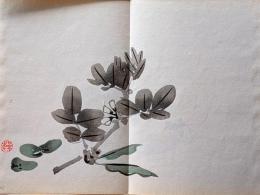 D261019205〇一枚摺物 彩色木版画  蠶豆  空豆 景年習画帖第２編抜粋 今尾景年が描いた絵手本（画帳）昭和年代復刻〇和本古書古文書