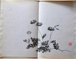 D261019207〇一枚摺物 彩色木版画  紫雲英ゲンゲ  景年習画帖第２編抜粋 今尾景年が描いた絵手本（画帳）昭和年代復刻〇和本古書古文書
