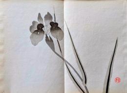 D261019209〇一枚摺物 彩色木版画  燕子花  景年習画帖第２編抜粋 今尾景年が描いた絵手本（画帳）昭和年代復刻〇和本古書古文書