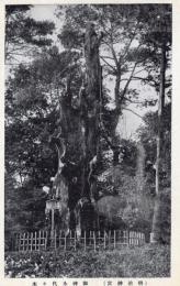 N25110615〇戦前絵葉書 ○明治神宮 御神木代々木 古写真 東京 ○和本古書古文書
