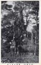 N25110615〇戦前絵葉書 ○明治神宮 御神木代々木 古写真 東京 ○和本古書古文書

