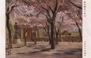 N25110698〇戦前絵葉書 ○昭和19年 靖国神社臨時大祭記念絵葉書 田村孝之介作「勲功櫻花に映ゆ」陸軍美術協会謹製 東京○和本古書古文書
