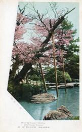 N25120601〇戦前絵葉書 ○金沢 兼六園 稀有の大樹「旭桜」 石川県 古写真 カラー○和本古書古文書
