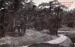 N25120614〇戦前絵葉書 ○香川県 栗林公園 南庭の蘇鉄　高松市 古写真○和本古書古文書