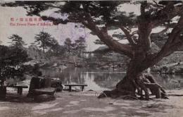 N25120617〇戦前絵葉書 ○香川県 栗林公園 南庭五葉の松　高松市 古写真○和本古書古文書