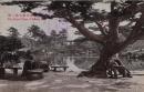 N25120617〇戦前絵葉書 ○香川県 栗林公園 南庭五葉の松　高松市 古写真○和本古書古文書