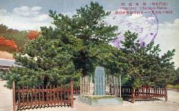 N25120674〇戦前絵葉書 ○徳島 鳴門名所 御手植松　古写真○和本古書古文書