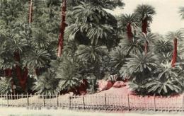 N25121207〇戦前絵葉書○香川 高松  栗林公園 蘇鉄の岡　古写真 カラー○和本古書古文書
