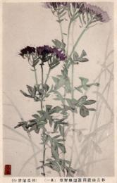 N25121212〇戦前絵葉書○新潟 妙高山麓南遊園地 野草スケッチ その１　絵葉書○和本古書古文書
