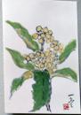 E25120106〇絵葉書 枇杷の花  村上一光 熊本市 平成３年