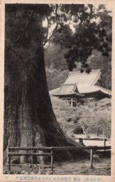 N26010611〇戦前絵葉書○千葉県 鴨川市 安房名所 国宝 清澄山大杉 高さ17丈廻囲4丈半　古写真○和本古書古文書
