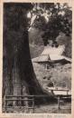 N26010611〇戦前絵葉書○千葉県 鴨川市 安房名所 国宝 清澄山大杉 高さ17丈廻囲4丈半　古写真○和本古書古文書
