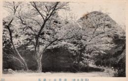N26010616〇戦前絵葉書○千葉県 鴨川市 安房名所 清澄山の桜花　古写真○和本古書古文書
