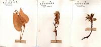 ※想い出の花とスタンプ帳　国立公園温根湯　８種類の押花折れ帖