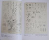 牧野富太郎植物画展 : The World of Dr. Makino's Botanical Illustrations : ボタニカルワールドへのいざない