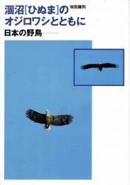 涸沼のオジロワシとともに　日本の野鳥　特別陳列