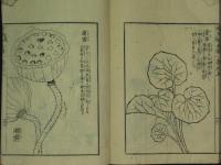 備荒草木圖　乾・坤