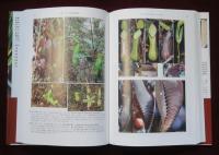 食虫植物　多様性と進化