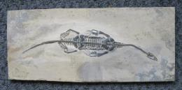 貴州龍　化石コレクション