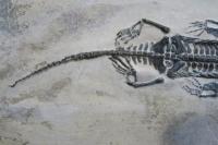 貴州龍　化石コレクション