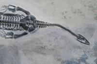 貴州龍　化石コレクション