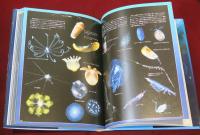 日本クラゲ大図鑑