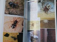 ネイチャーガイド　日本のクモ