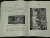 瓜哇の甘蔗栽培　（ジャワ・砂糖キビ）