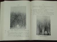瓜哇の甘蔗栽培　（ジャワ・砂糖キビ）