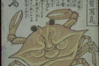 厄病除鬼面蟹寫真