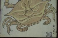 厄病除鬼面蟹寫真