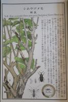 農作物害蟲圖解