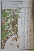 農作物害蟲圖解