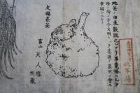 金沢博覧會　出品　珍品　珍獣　刷り物