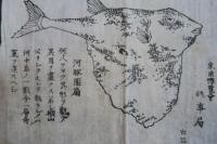 金沢博覧會　出品　珍品　珍獣　刷り物