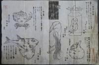 金沢博覧會　出品　珍品　珍獣　刷り物