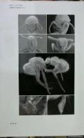 The ant genus proceratium in the extant and fossil record