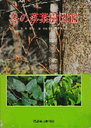 冬の落葉樹図鑑