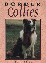 Border Collies