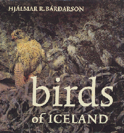 birds of ICSLAND