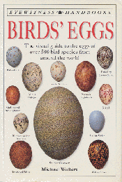 Birds` Eggs 