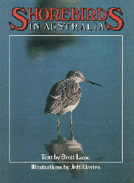 Shorebirds in Australia