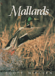 Mallards