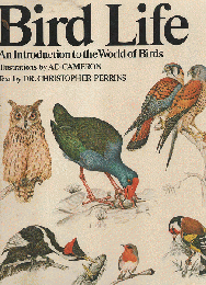 Bird Life An Introduction to the World of Birds 