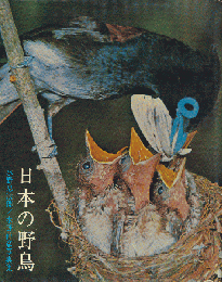 日本の野鳥 : 水野忠次郎,水野仲彦写真集