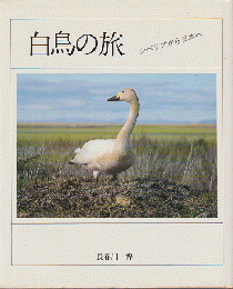 白鳥の旅 : シベリアから日本へ