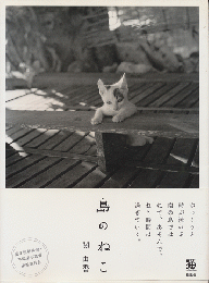 島のねこ